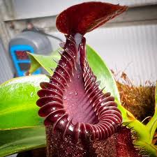 Image result for Polystachya villosa