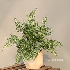 Image result for Pteris cretica