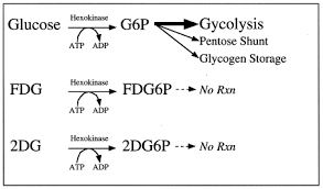 Ключ активация windows 7 ultimate максимальная. Kinetic Characterization Of Hexokinase Isoenzymes From Glioma Cells Implications For Fdg Imaging Of Human Brain Tumors Sciencedirect