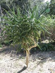 Image result for Aloidendron