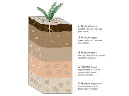 soil flashcards quizlet