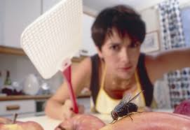 Maybe you would like to learn more about one of these? Why Is It So Hard To Swat A Fly Bbc News