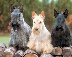 Image result for skotský teriér