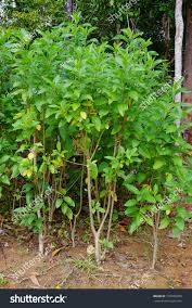 Image result for Vernonia amygdalina