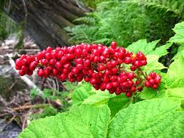 Healthy Tea 101 Devil S Club Tea Benefits