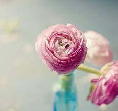 Still Life Photo Ladybug Pink Ranunculus Flower Macro Etsy Flower Art Floral Floral Photography