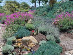 Image result for Lavandula dentata