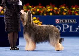 Briard Briard Dog National Dog Show Akc Dog Breeds