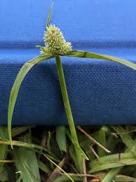 Image result for Cyperus ajax