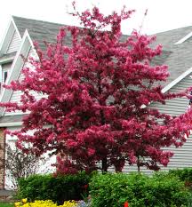 Of course, proper care of your trees is essential if you want them to remain healthy and attractive. Common Diseases Of Crabapple Trees Hubpages