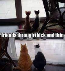 Haha Yep That Pretty Much Describes The College Years Crazy Cats Cats Cute Animals