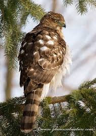 Birds Of Prey Northern Michigan Hawks Audubon Guides Cooper S Hawk Birds Of Prey Nature Birds