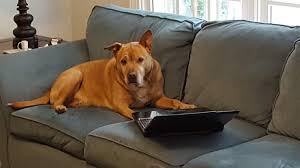 Get 5% in rewards with club o! Til The Carolina Dog Is A Dog Breed First Discovered Living Wild In The Southeast Region Of The United States And After Extensive Dna Testing It Is Believed They Are Descendants Of