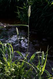 Image result for Phalaris