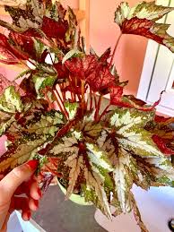 Rex begonia care indoors is considered tricky by some. Dxbmsqb Lfxbnm