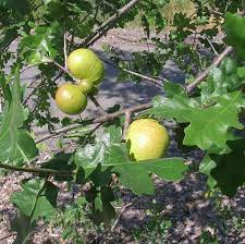 Planting under oak and other dense shade trees. What Are Oak Apples The Granada Native Garden Newsletter
