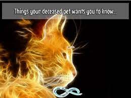 When people who care about you are telling you things are changing, pay attention. when a pet dies unexpectedly. Things Your Deceased Pet Wants You To Know Pets Dog Quotes Deceased