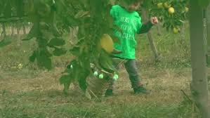 Dans Les Vergers De Le Forest Cueillettedescurieux Video Bledina Cueillette Fruits Et Legumes