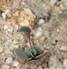 Image result for Hypertelis cerviana