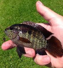 Young have alternating black and white horizontal stripes. Fish Switch Identity Of Mystery Invader In Florida Waters Corrected After 20 Years Florida Museum Science