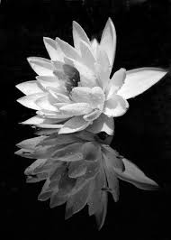 Beautiful Black And White Art Photography Pin On Beautiful Black White Captions