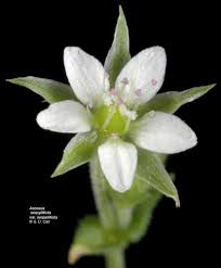 Image result for Cliffortia serpyllifolia