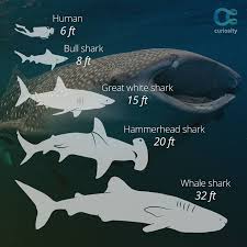 Sharks Are Found In Every Ocean Of The World Plus Some Rivers And Come In All Sizes The Dwarf Lanternshark Is Likely The World Shark Shark Week Bull Shark