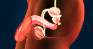 Quora est un endroit conçu pour apprendre et partager ses connaissances. Micropenis Les Traitements Du Micropenis