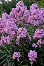 Phlox Paniculata Thai Pink Jade Pp 22961 Phlox Plant Garden Shrubs Phlox Flowers