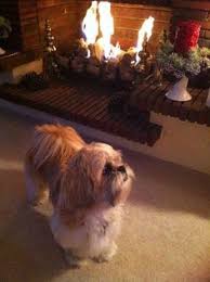 too cold out mom shih tzu dog shih tzu puppy shih tzus