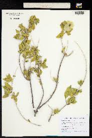 Image result for Petalidium bracteatum