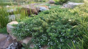 Image result for Myoporum