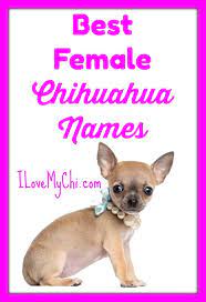 If you are searching for small chihuahua names, then look no further. Best Female Chihuahua Names Chihuahua Names Teacup Chihuahua Puppies Dog Names