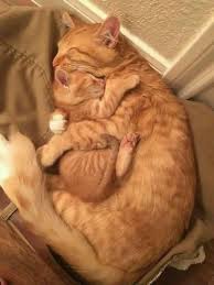 100 Fotos Die Beweisen Dass Katzen Das Susseste Tier Der Welt Sind Beweisen Cutestanimal Cutest Animals On Earth Cat Hug Pets Cats