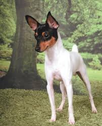 Toy Fox Terrier Dog In The Forest Photo And Wallpaper Beautiful Toy Toy Fox Terriers Fox Terrier Puppy Toy Fox Terrier Puppies