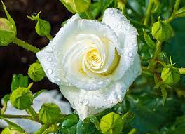 Tipi di rose per il giardino, quale scegliere? - My Green Help