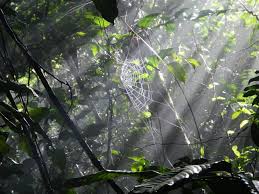 Korup Rainforest In Cameroon Africa Africa Travel Africa Rainforest