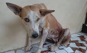 One larva exited her head after vaseline was applied over the opening, but the other, which died while under her scalp, required surgical removal. How Do Pets Get Mango Worms Quora