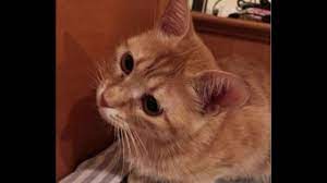 en guzel kedi oteli kedi guzel kediler evcil hayvanlar