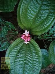 ~ tapak sulaiman (starfish) ~. Qudrifarm Pokok Tapak Sulaiman Phyllagathis Facebook