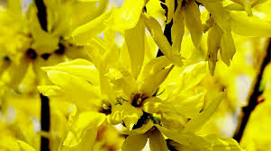 I fiori gialli annunciano la primavera e rendono luminosa la nostra terrazza. 15 Splendidi Fiori Di Marzo Fito