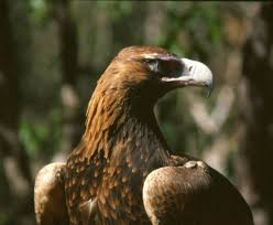 Wedge Tailed Eagle Birds In Backyards
