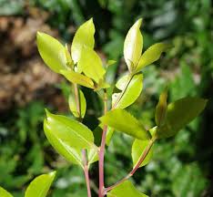 Image result for Catha edulis