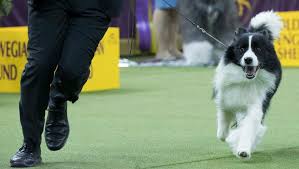 A standard poodle was named best in show at the 2020 westminster dog show in new york on tuesday. Westminster Dog Show Categories Kesal