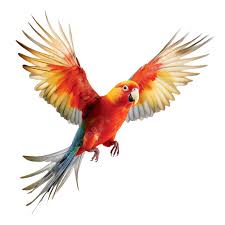 Beautiful Flying Lovebirds Various Species Transparent Background, Bird,  Beautiful, Transparent PNG Transparent Clipart Image and PSD File for Free  Download