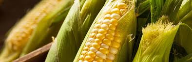 Advice and tips on how to garden. How To Grow And Care For Sweetcorn Love The Garden