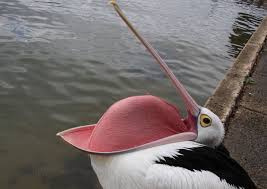 Bird With Big Mouth Big Mouth Bird Collection Big Mouth Cowboy Hats Bird