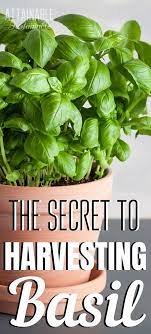 Foods Beginning With The Letter B Harvesting Basil How To Pick Basil Growing Basil