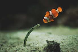 Image result for clownfish 