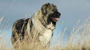 2020 most popular dog breeds rankings Caucasian Ovtcharka Price Temperament Life Span
